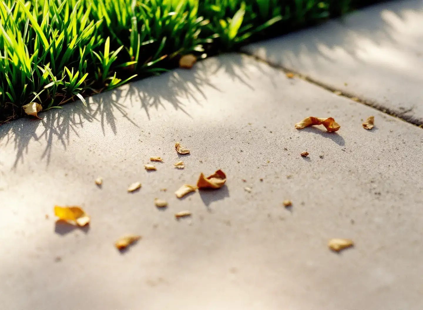 Razor-crisp edge between fresh turf and a clean concrete path