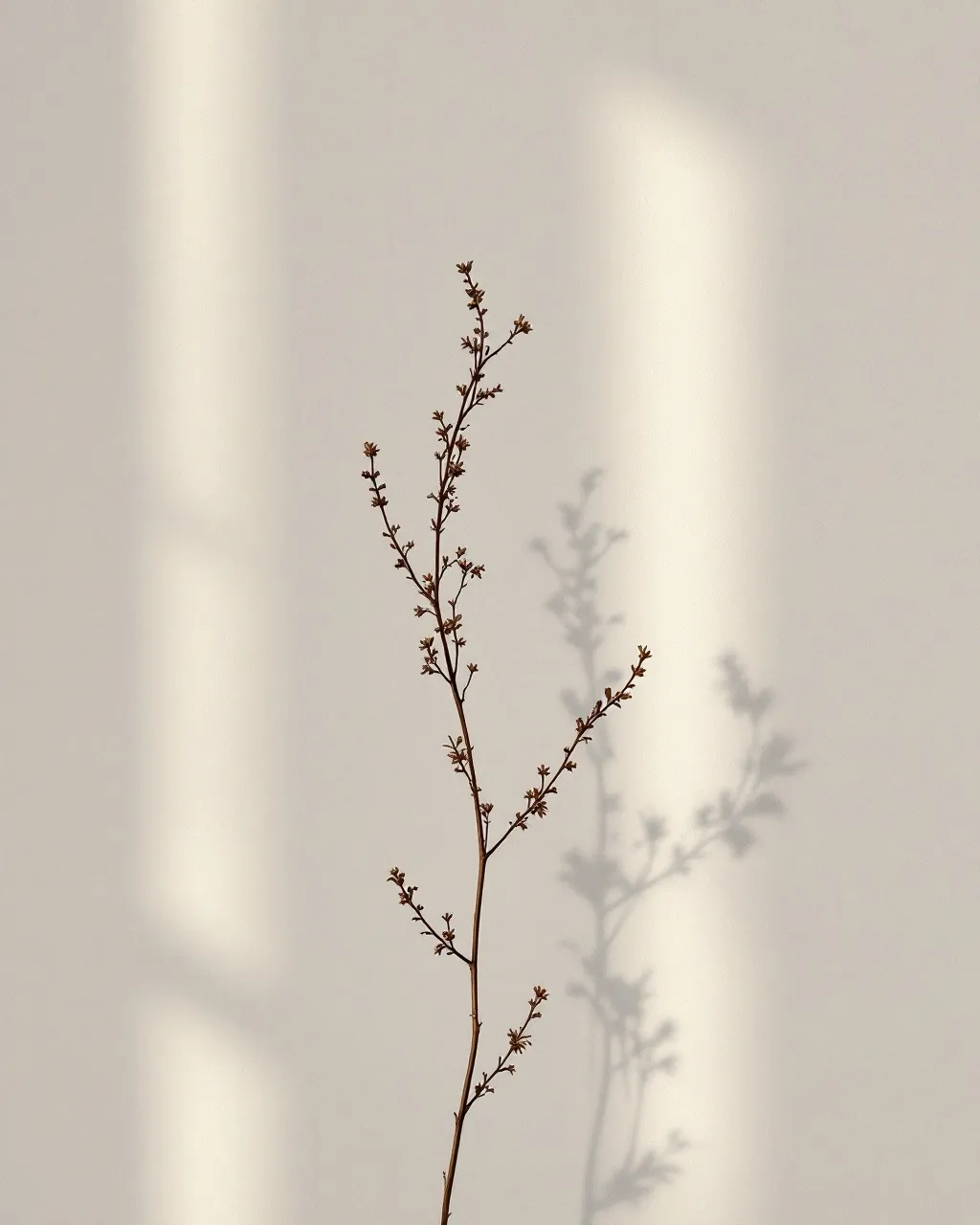 Botanical, corridor shadow
