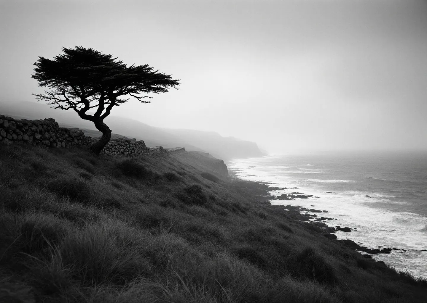 Windswept tree on a coastal headland