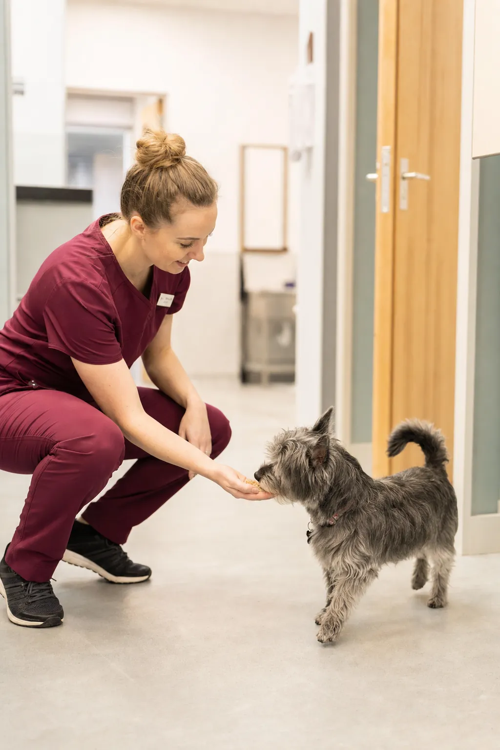 June Calloway crouched in the clinic corridor offering a treat to a scruffy grey terrier